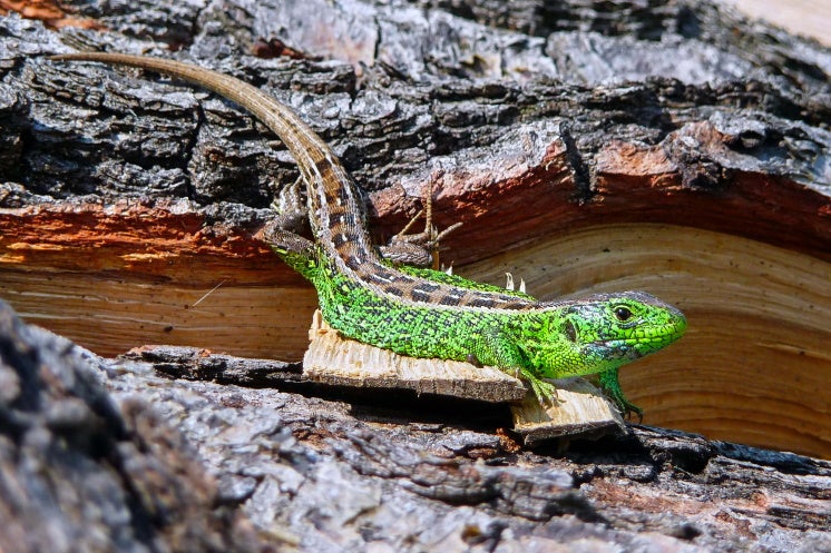 a male sand lizard