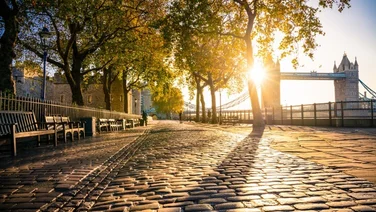 the sun shining on a London street, Tower Bridge and a tree